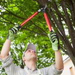 DIY Ways to Trim or Prune Tree Branches