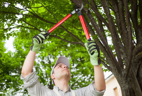 DIY Ways to Trim or Prune Tree Branches