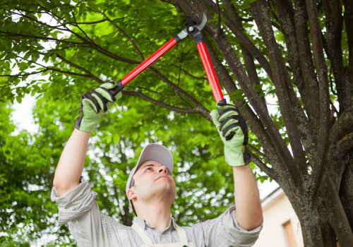 DIY Ways to Trim or Prune Tree Branches